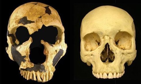 穴居人(左)和智人(右)的头骨比较