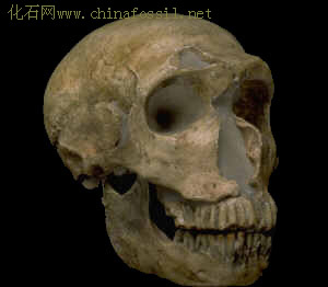 穴居人头骨化石侧面图 被打开的头盖骨 第1张