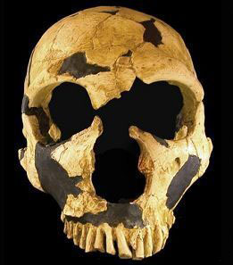 穴居人头骨化石侧面图 被打开的头盖骨 第2张