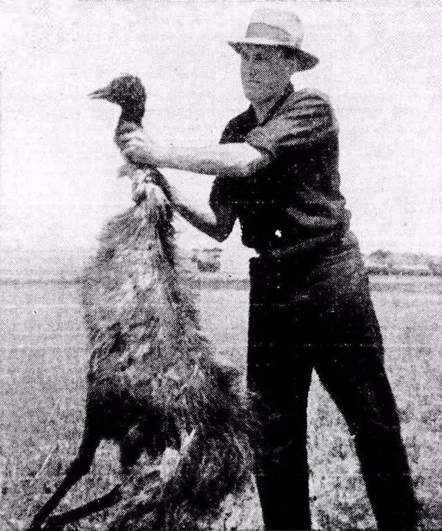 2万只巨鸟横扫澳洲，澳军被迫用2挺机枪迎敌，子弹打光都无法阻挡