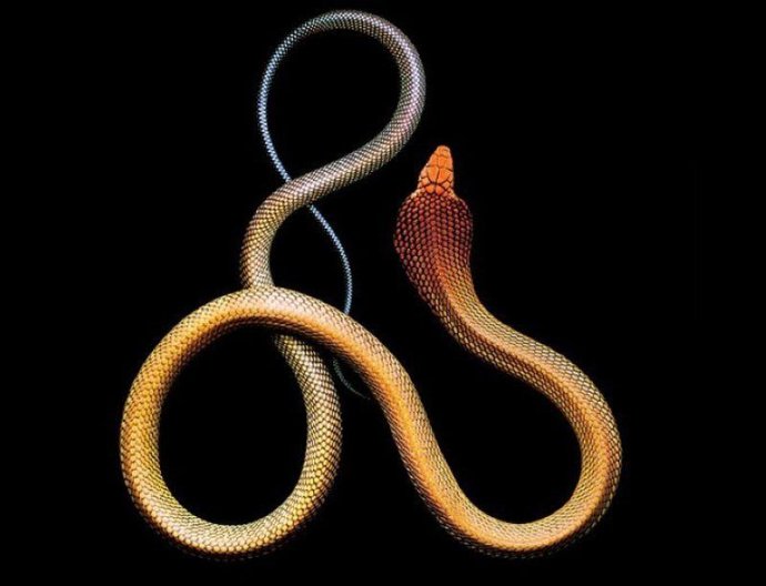 马克·莱塔：致命的美丽蛇纹