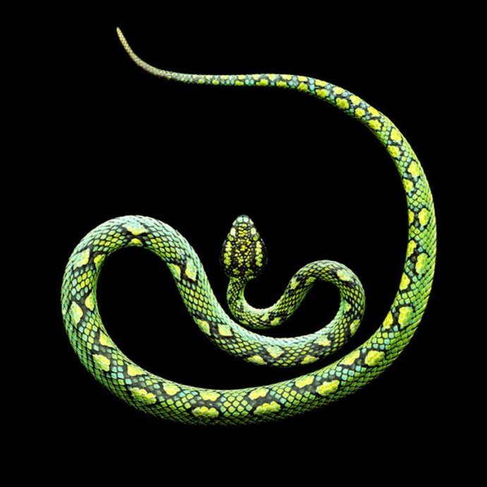 马克·莱塔：致命的美丽蛇纹